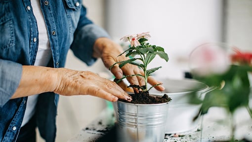 Close-up of hands gently pressing soil around a small flowering plant in a metal pot on a tabletop
