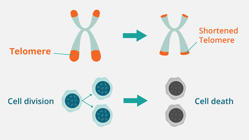 Telomeres 2